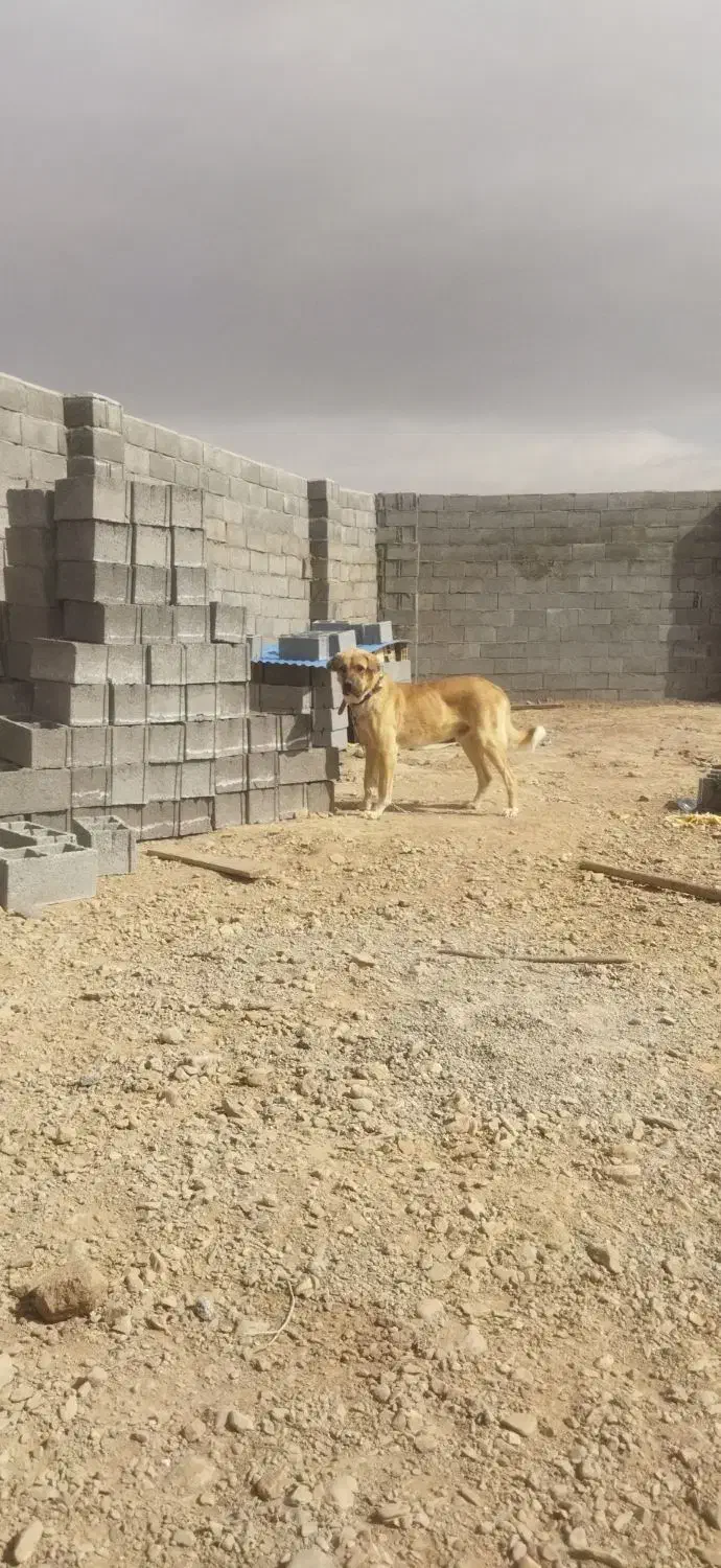 سگ پژدر اصیل|سگ|سیرجان, |دیوار