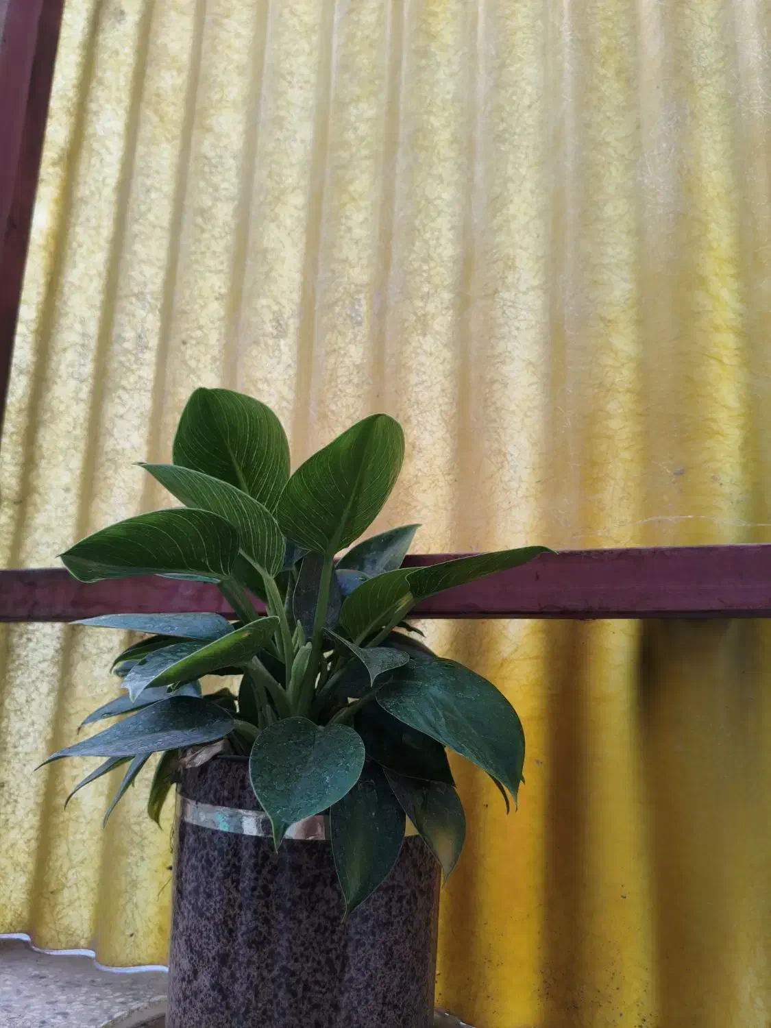 گلدان|گل و گیاه طبیعی|سیرجان, |دیوار