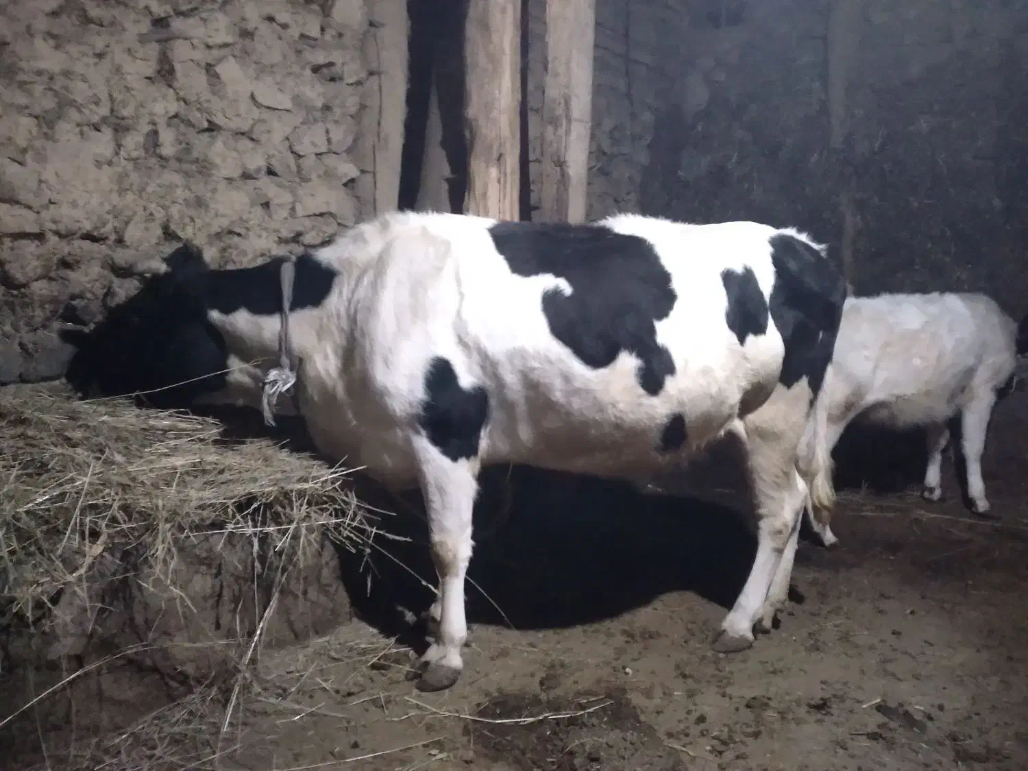 ۲عددگاو باگوساله هاش آبستن ۶ماهه|حیوانات مزرعه|عنبران, |دیوار