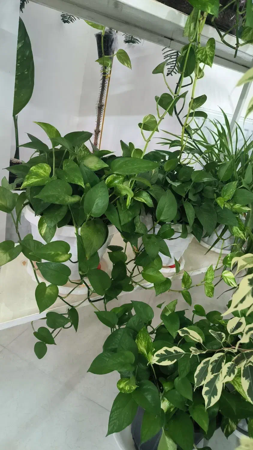 گل خانگی|گل و گیاه طبیعی|بروجرد, |دیوار