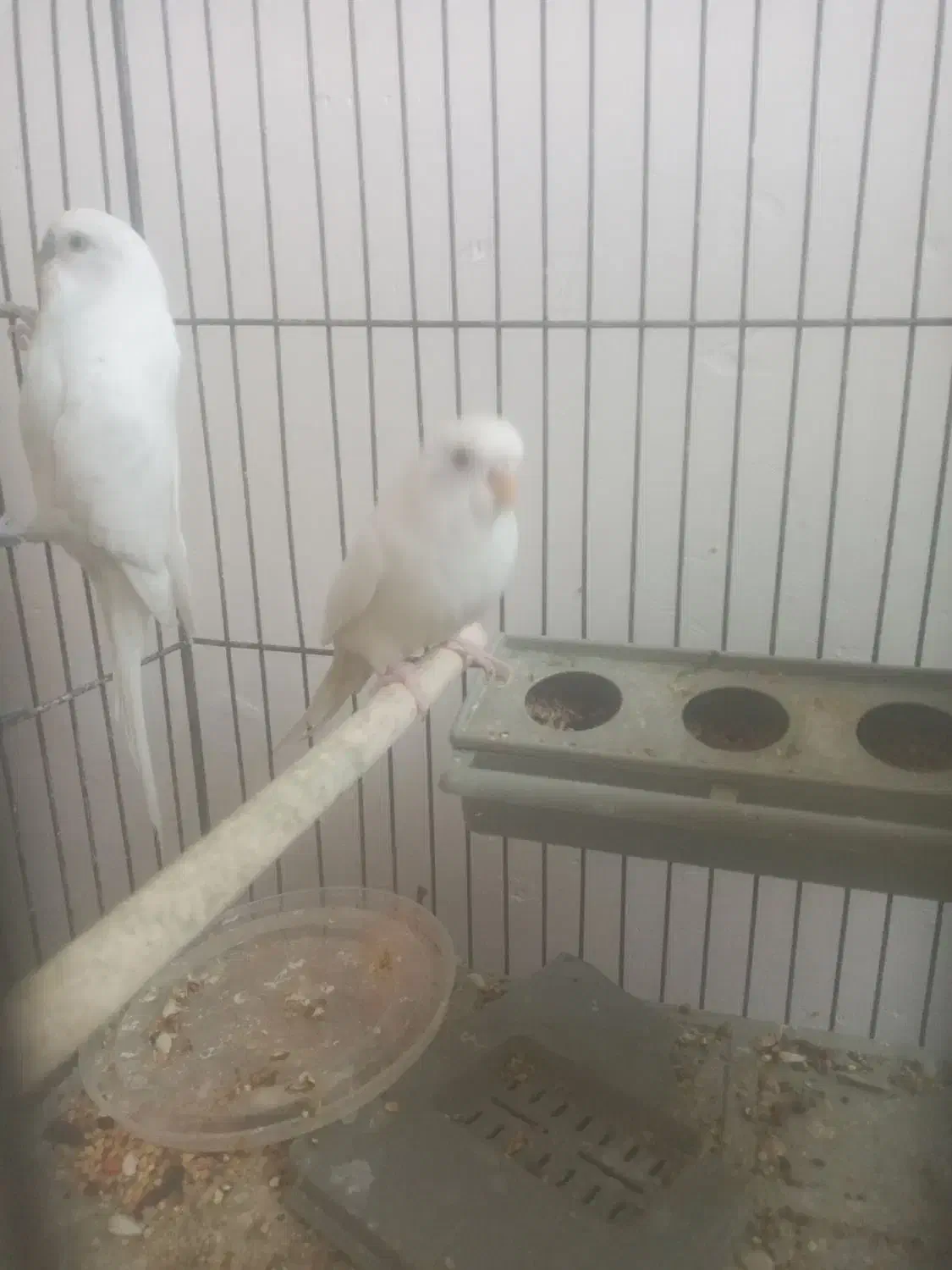 مرغ عشق|پرنده|فسا, |دیوار