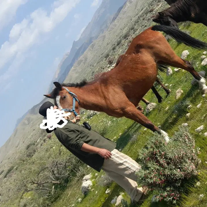 اسب|اسب و تجهیزات اسب‌سواری|شیراز, فرگاز|دیوار