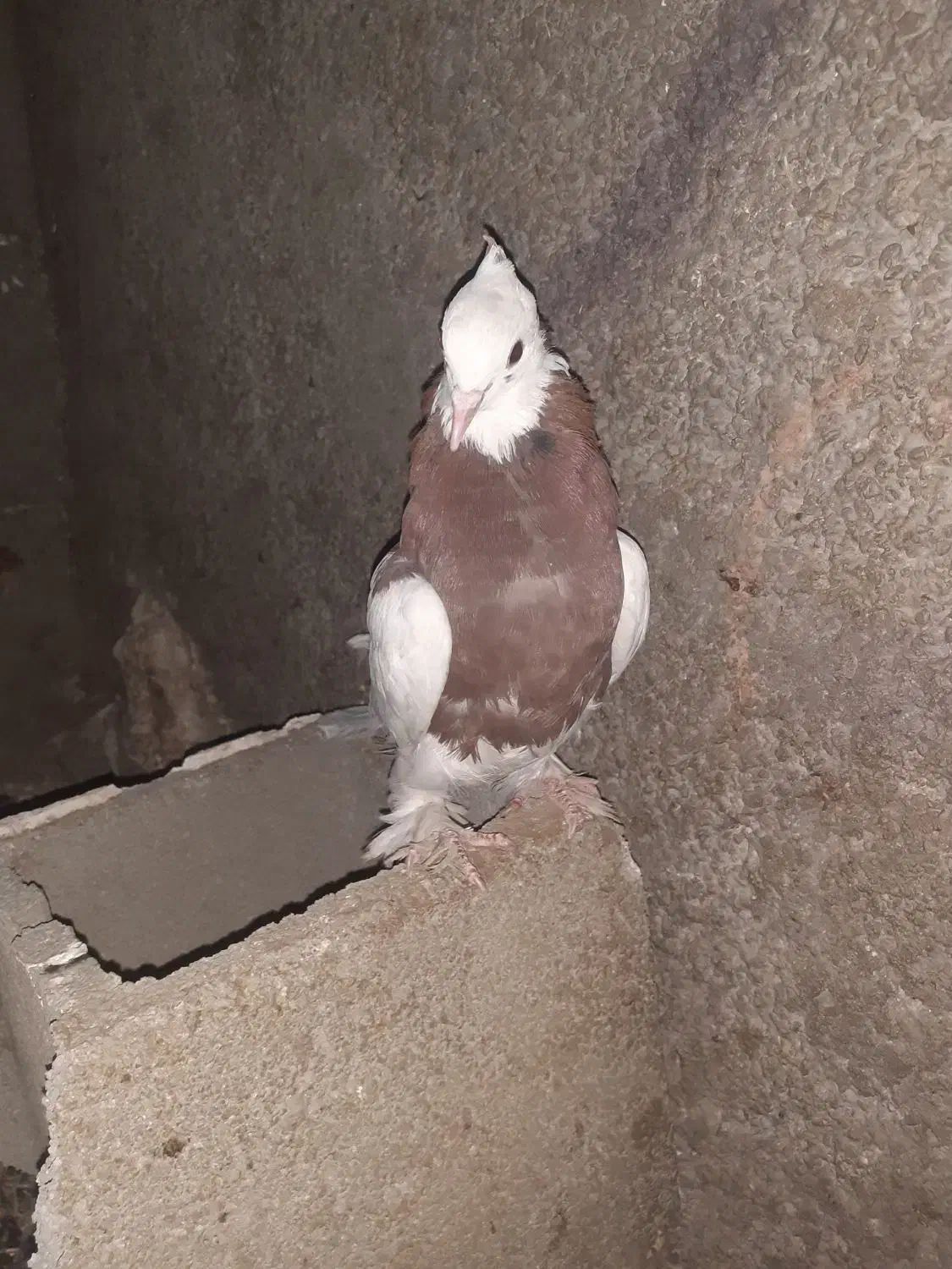 تعداد 15کبوتر به فروش میرسد|پرنده|پاتاوه, |دیوار