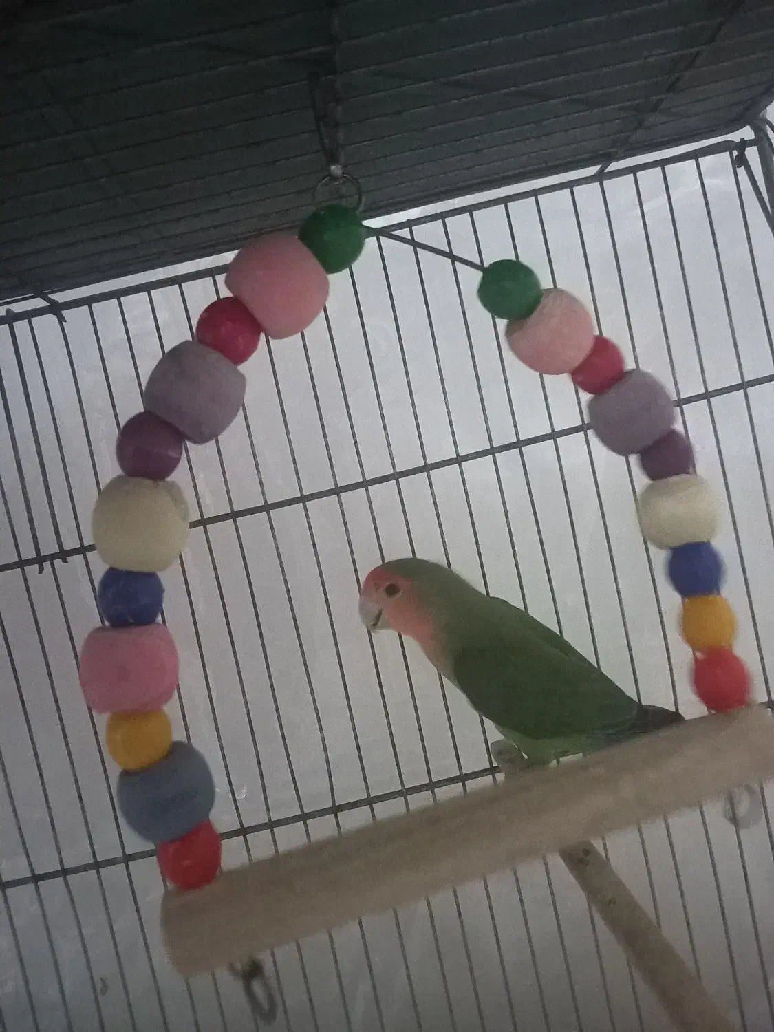 طوطی برزیلی|پرنده|نظرآباد, مصطفی آباد|دیوار