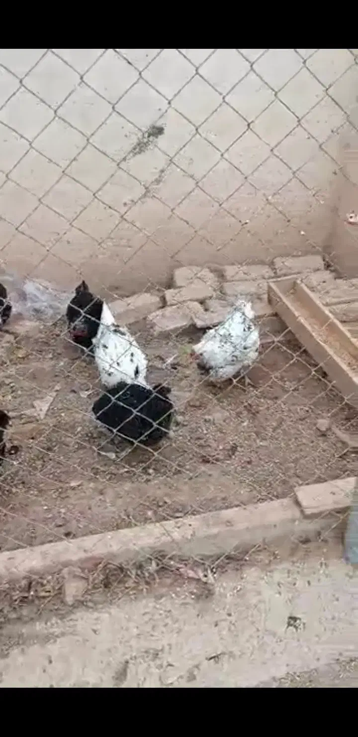 مرغ گلین|حیوانات مزرعه|اصفهان, شهرک کاوه|دیوار