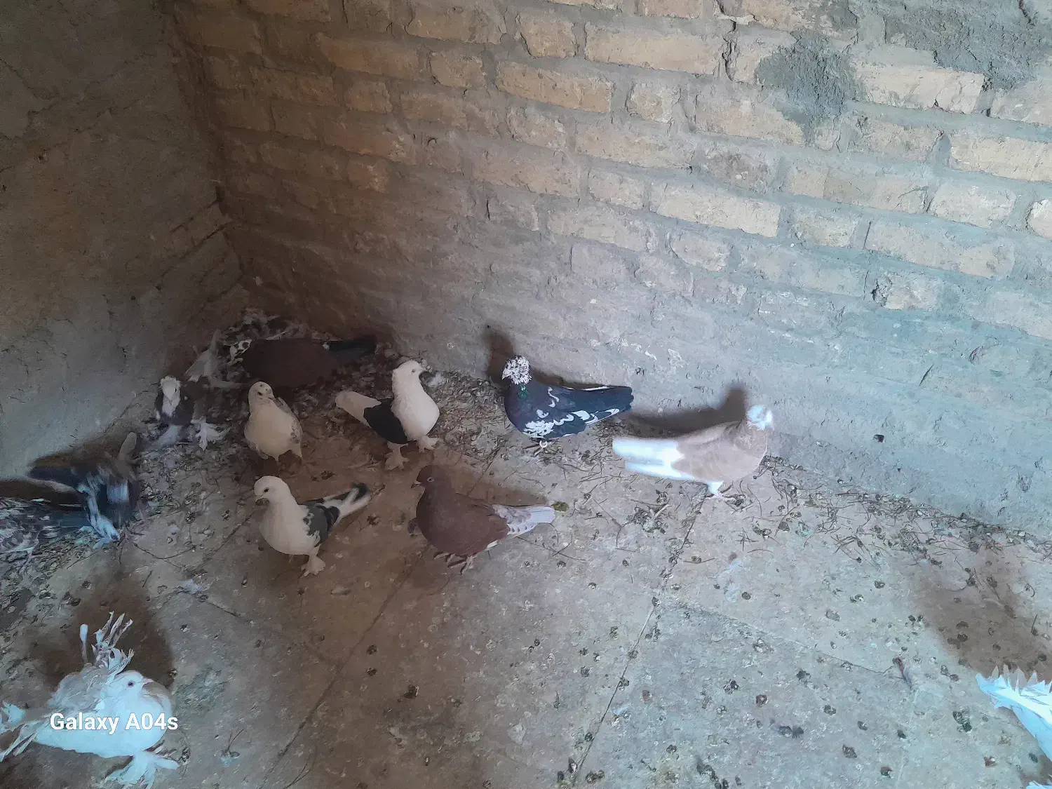 کفتر نقش نژاد دار|پرنده|یزد, |دیوار