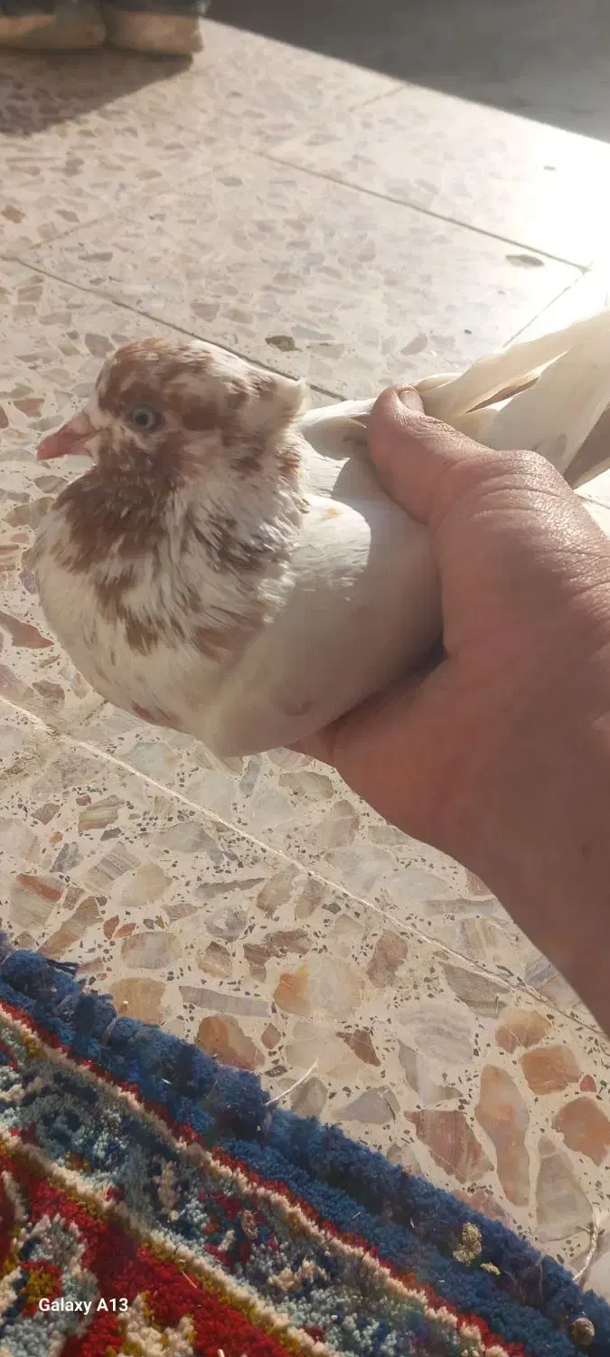 ماده دم زرد|پرنده|سیلاخور, |دیوار