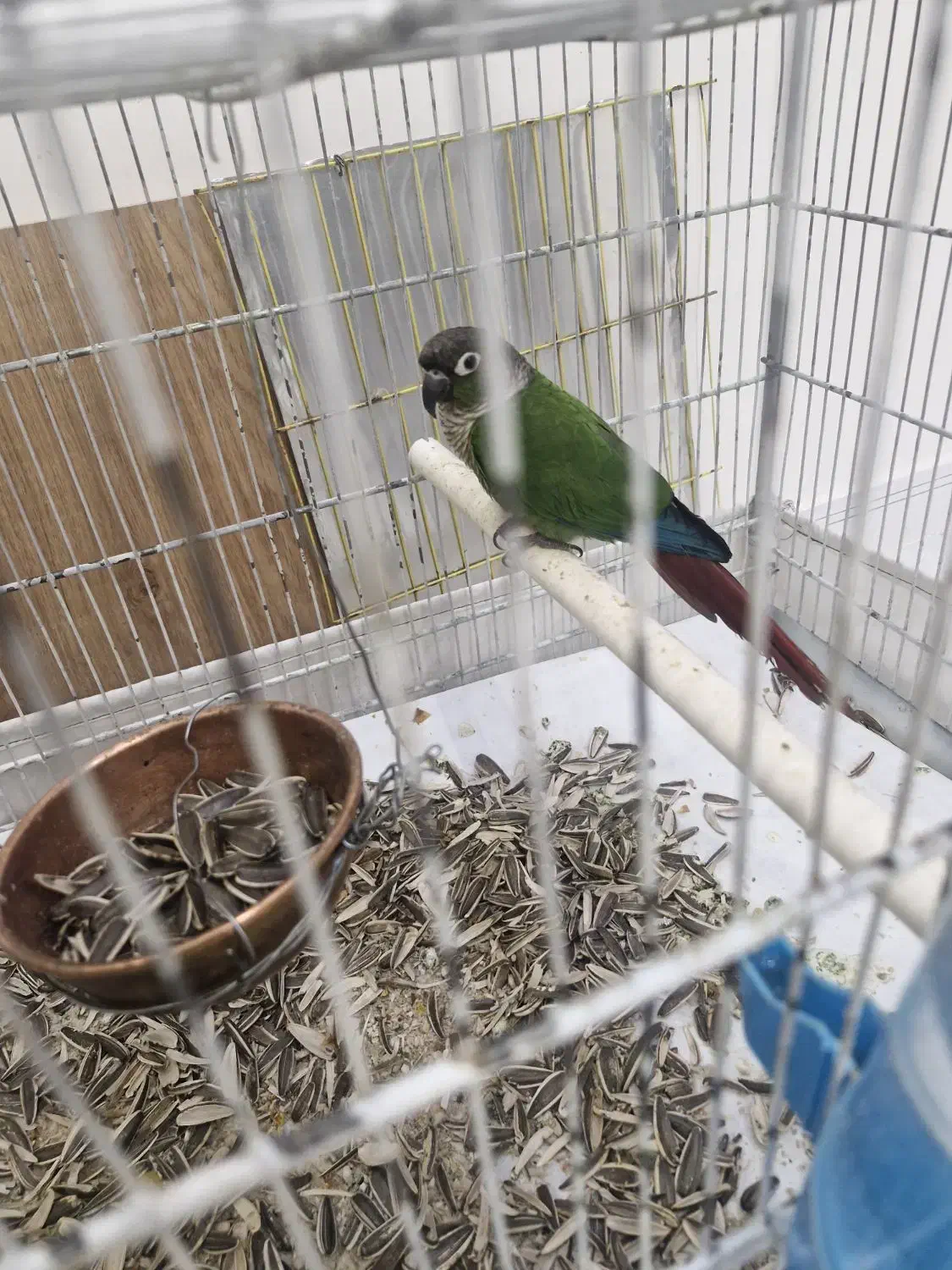 گیرینچیک دوعدد یکی اهلی یک وحشی|پرنده|بومهن, |دیوار