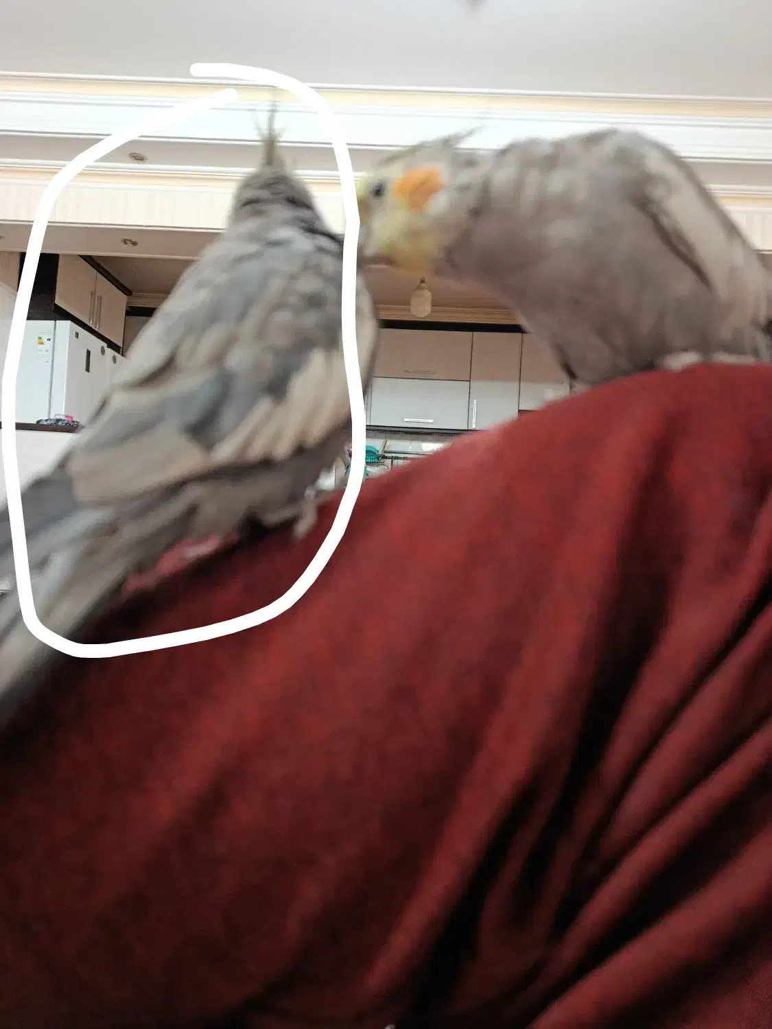 یک عروس هلندی و طوطی برزیلی|پرنده|اسلام‌شهر, شهرک سعیدیه|دیوار