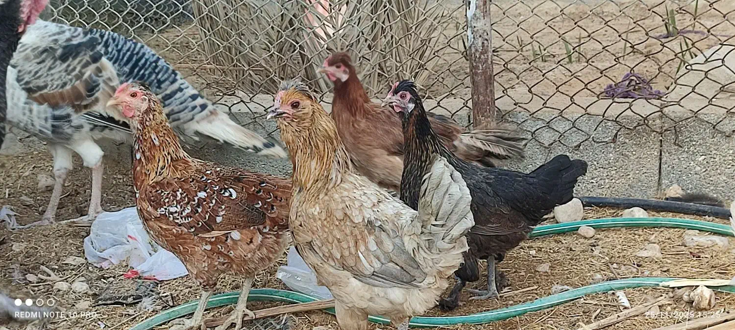 مرغ محلی|حیوانات مزرعه|لامرد, |دیوار