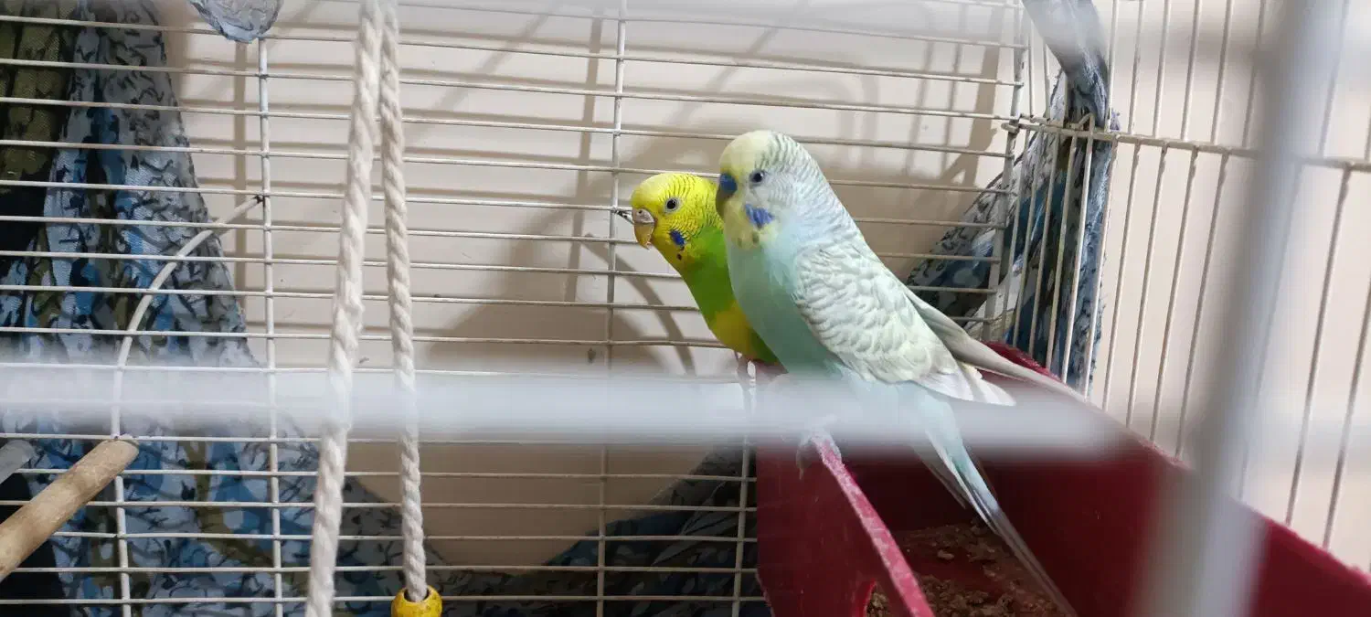 یک جفت مرغ عشق|پرنده|دماوند, دماوند|دیوار