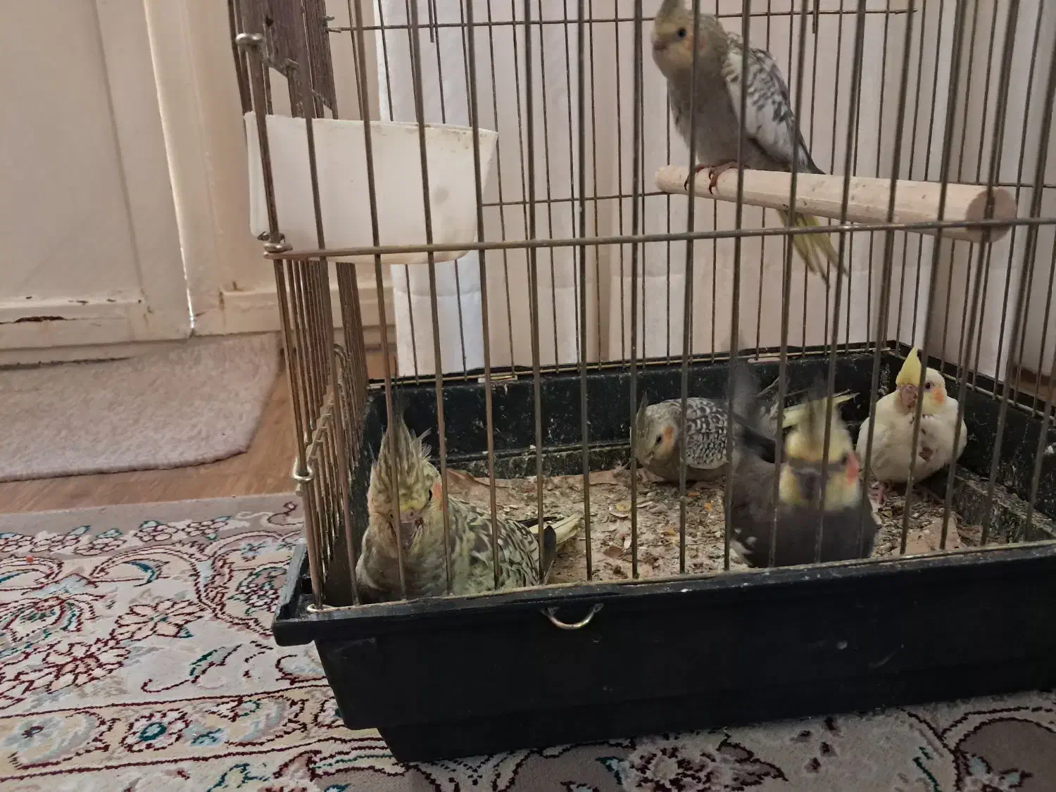 دوتا عروس هلندی مولد به همراه۳تاجوجه|پرنده|شهریار, ابراهیم‌آباد|دیوار