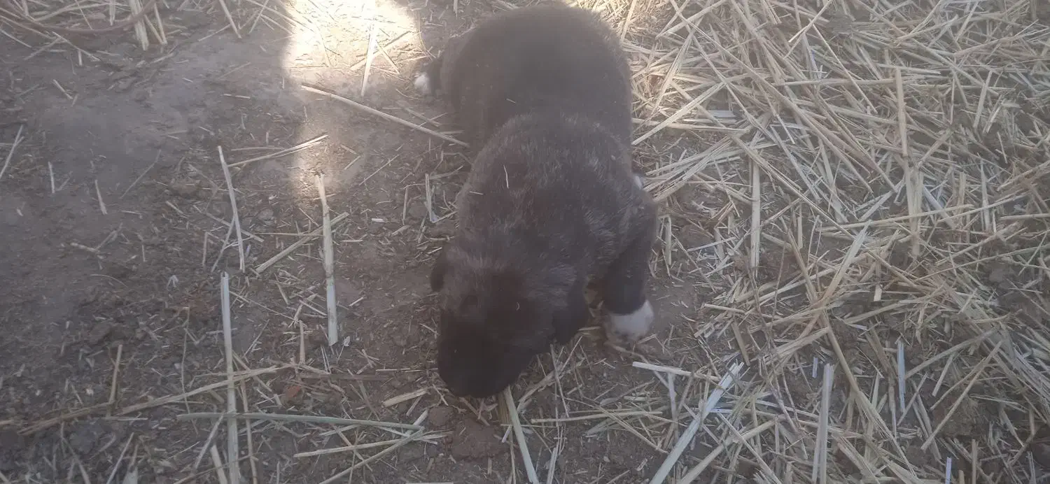 واگذاری.سگ.|سگ|رادکان, |دیوار