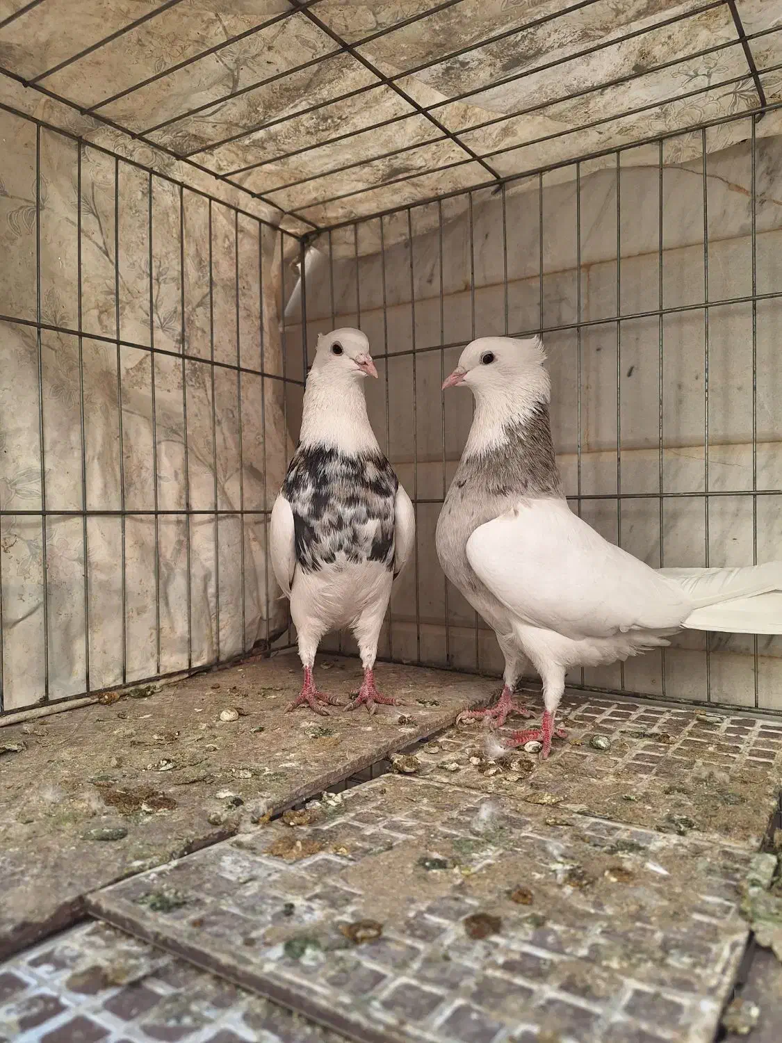 طوقی و رنگی|پرنده|اصفهان, بوستان ناژوان|دیوار