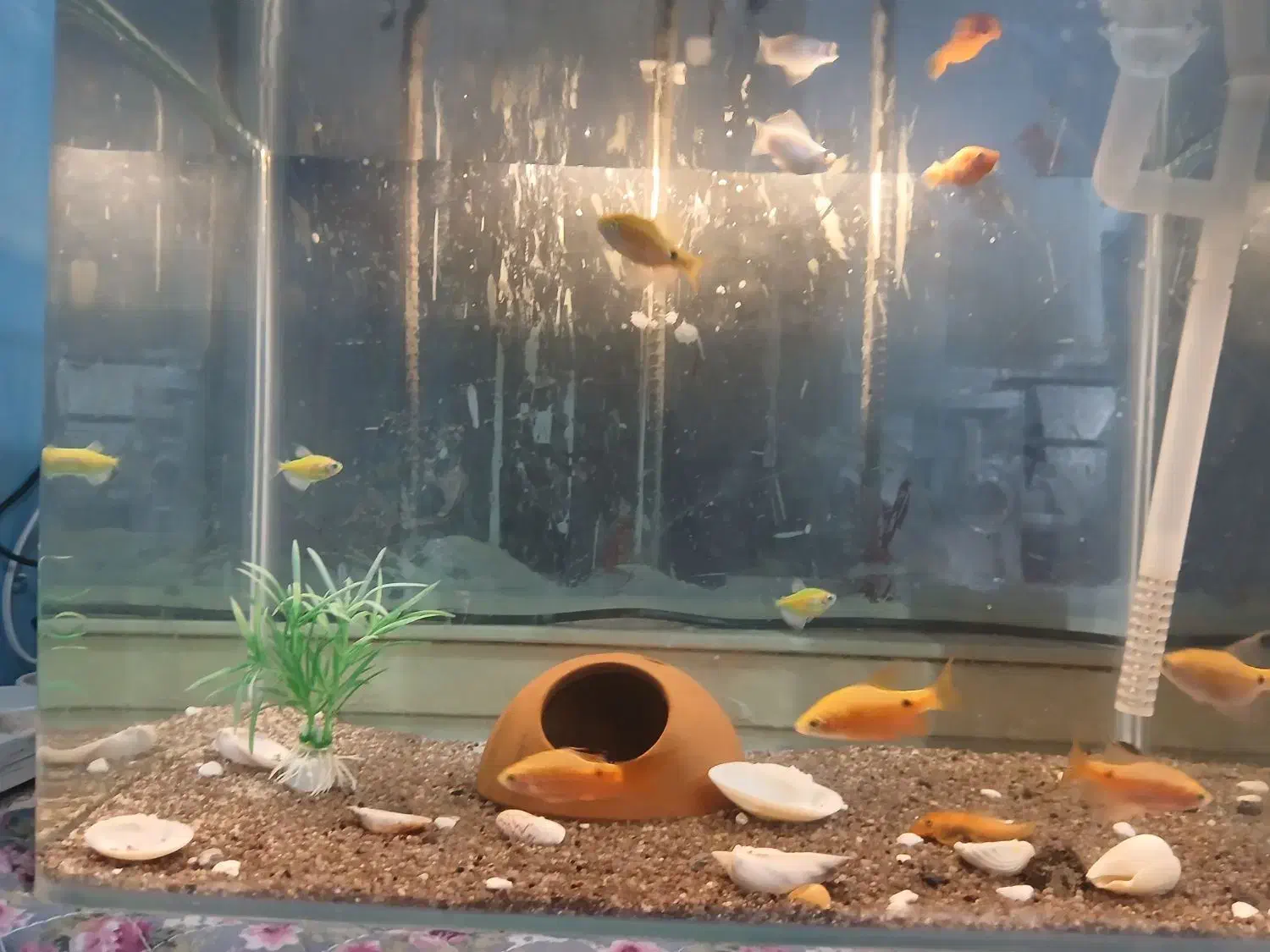 ۲ عدد  تانک|ماهی|بندرعباس, |دیوار