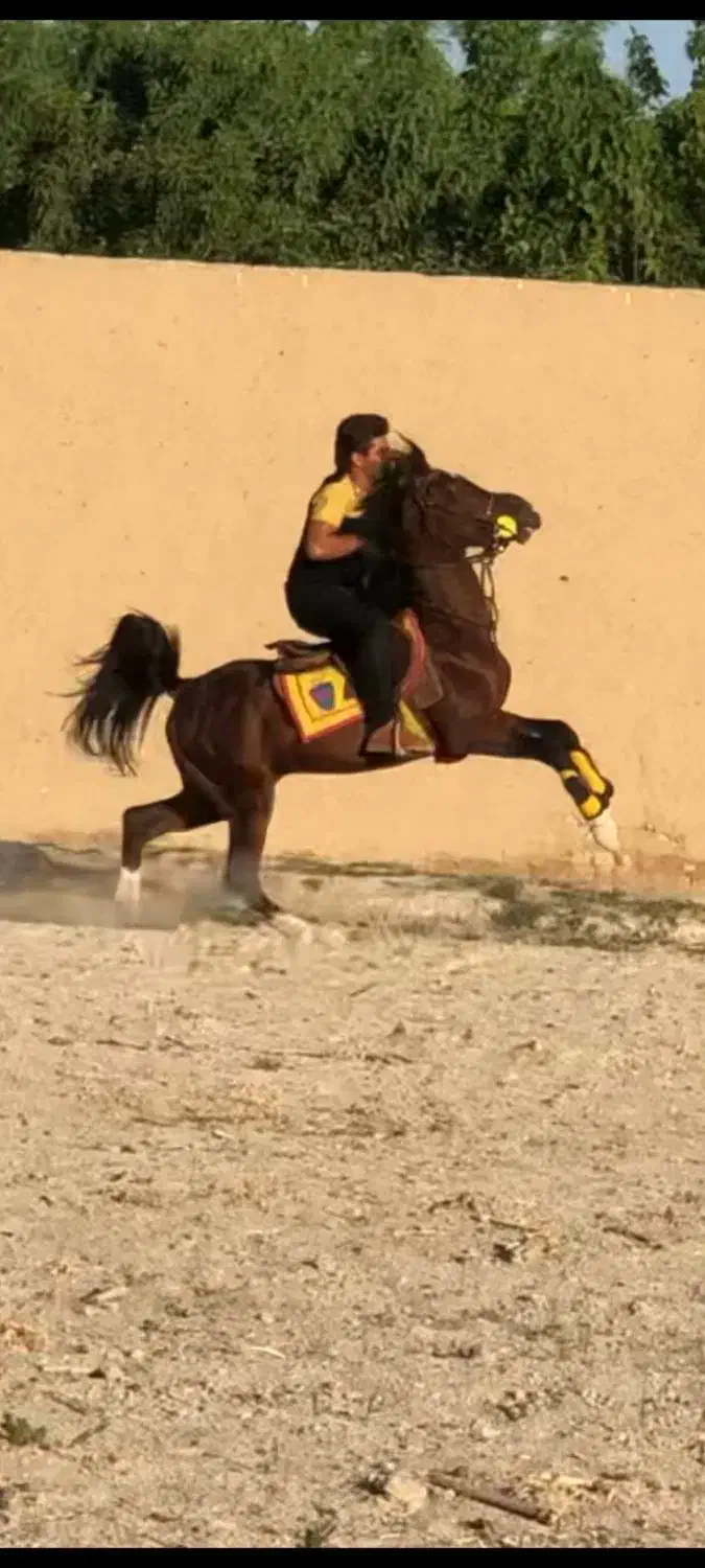 اسب سواریدار|اسب و تجهیزات اسب‌سواری|فلاورجان, |دیوار