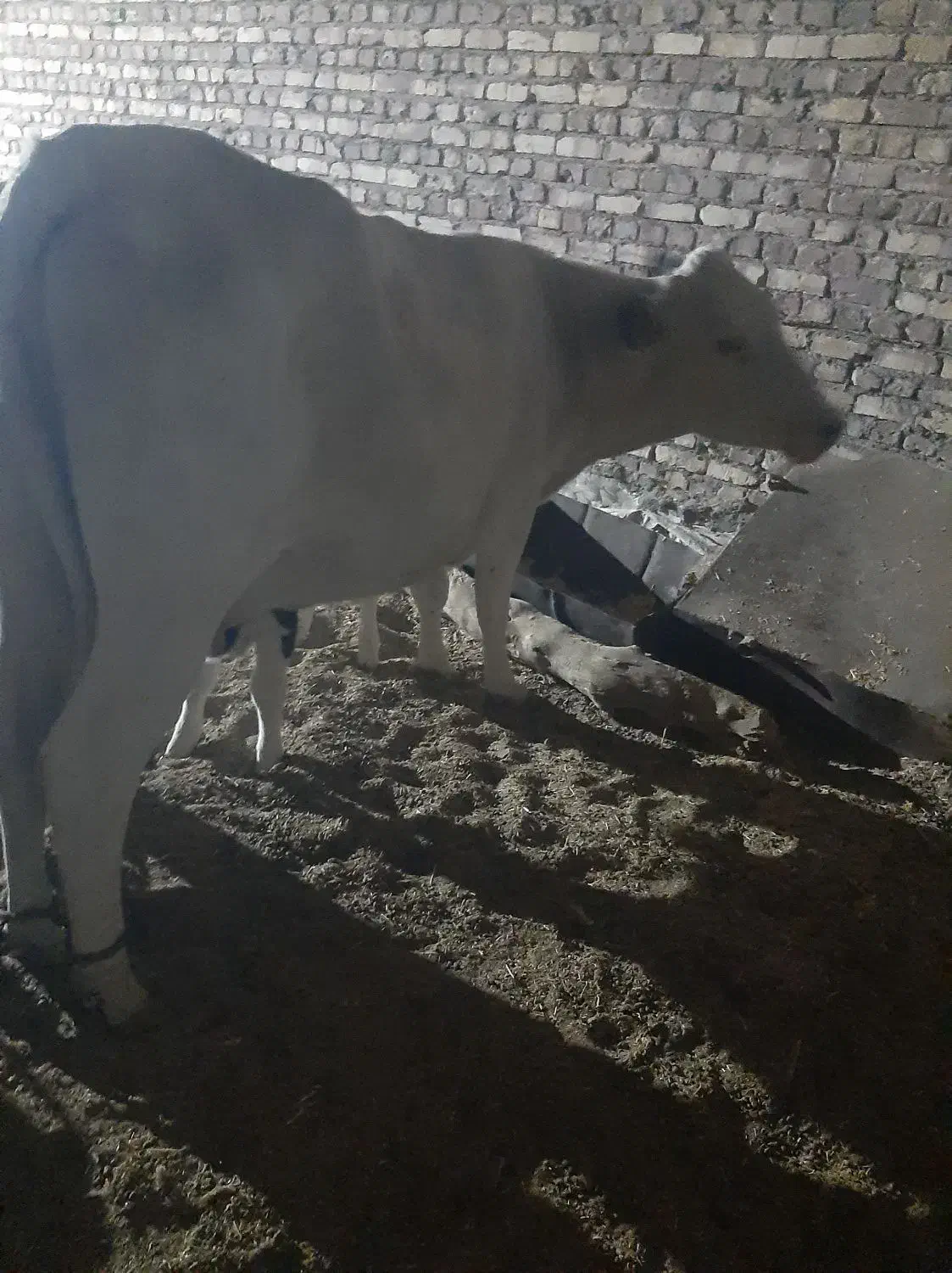 سلام گاو زایده با گو ساله نر (زه اول)|حیوانات مزرعه|نیمروز, |دیوار