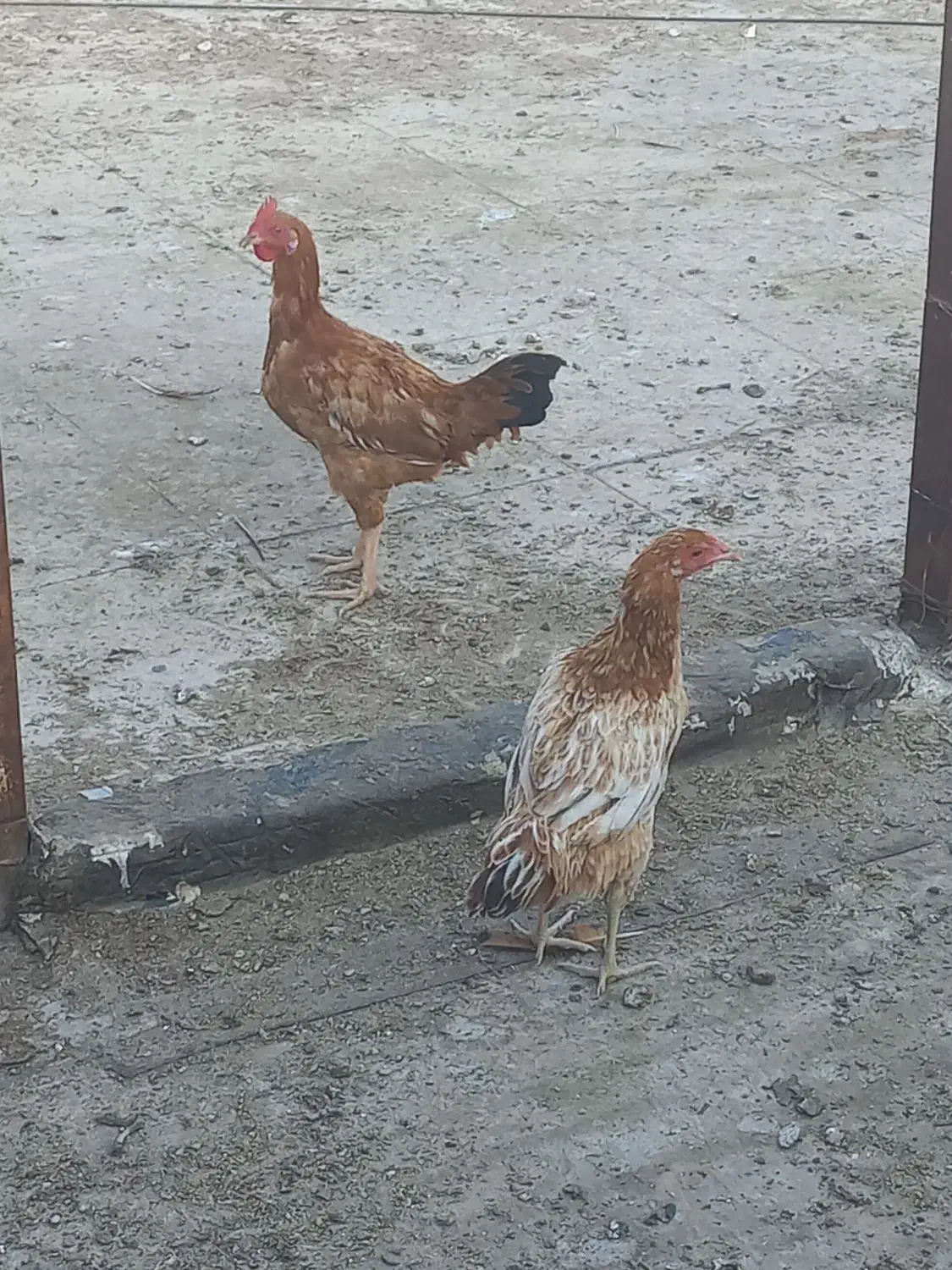 مرغ و خروس لاری|حیوانات مزرعه|پاکدشت, پاکدشت (مامازند)|دیوار