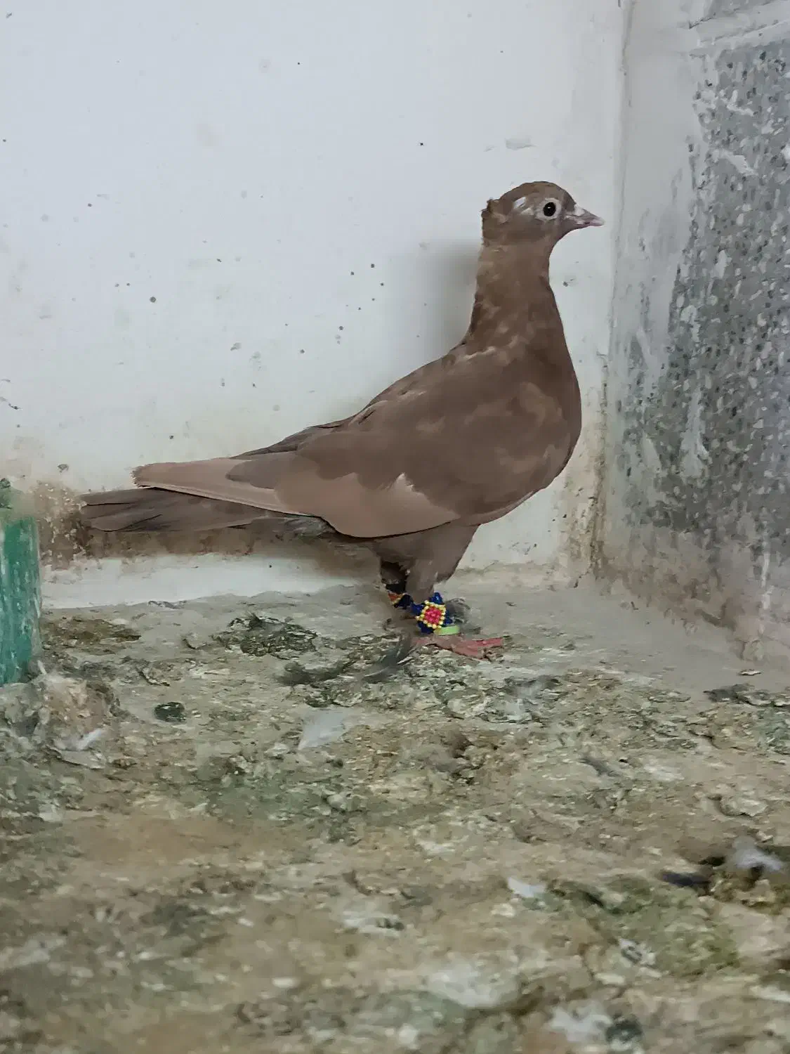 دوتا سرخ کاکلی.  کلاغ کاکلی|پرنده|تربت‌حیدریه, آبشار|دیوار