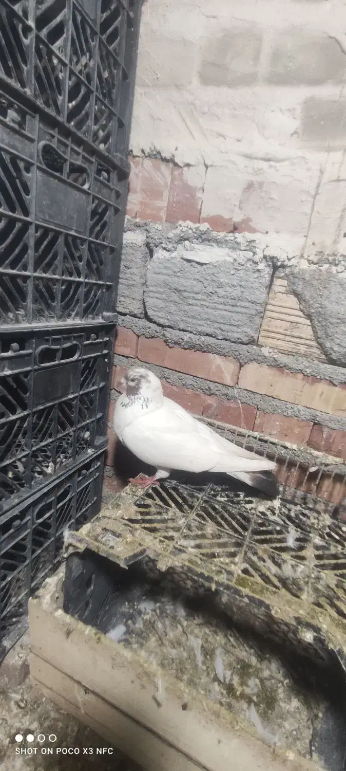 کبوتر گرفتنی|پرنده|بستان آباد, |دیوار