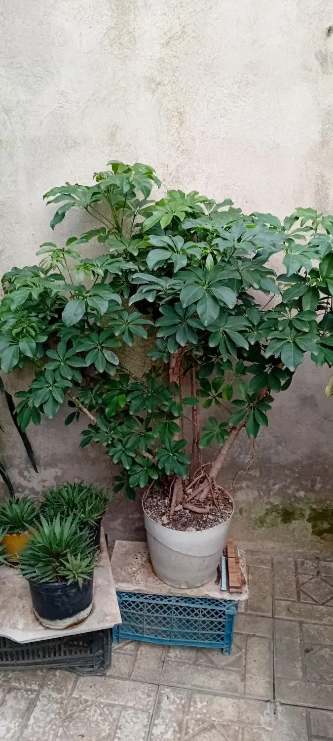 گلهای طبیعی|گل و گیاه طبیعی|رشت, تازه آباد|دیوار