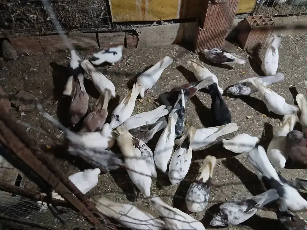 فروش کبوتر همه نوع|پرنده|چالوس, |دیوار