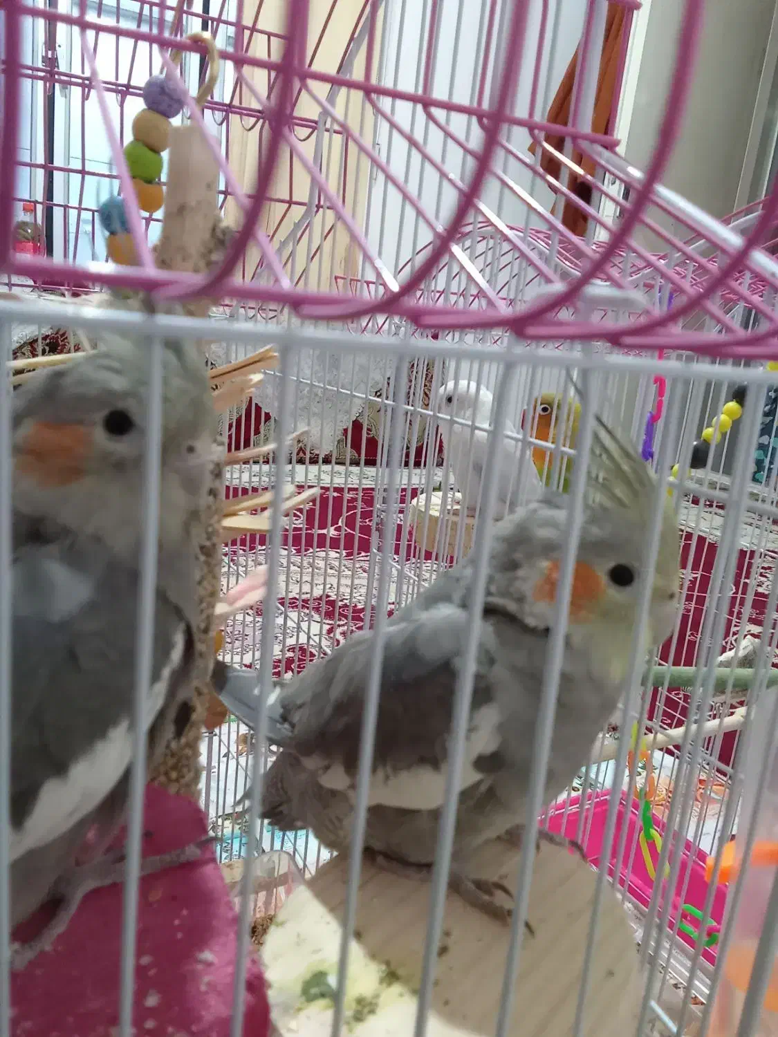 پرنده|پرنده|سنقر, |دیوار