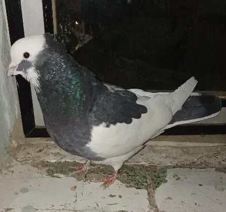 نرابلق سیاه تخته دم|پرنده|کرمانشاه, |دیوار