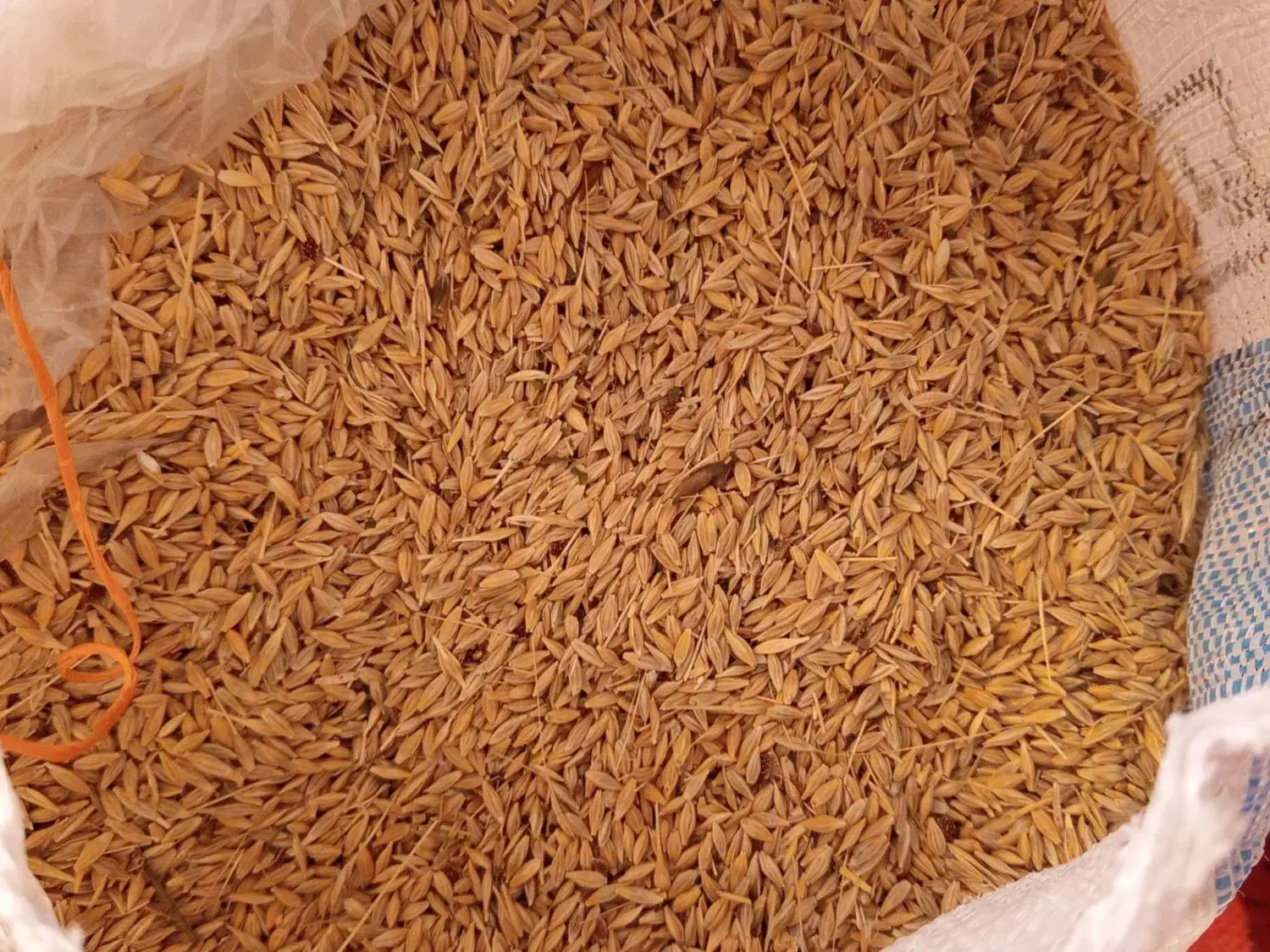 جو محلی|عمده‌فروشی|انگوت, |دیوار