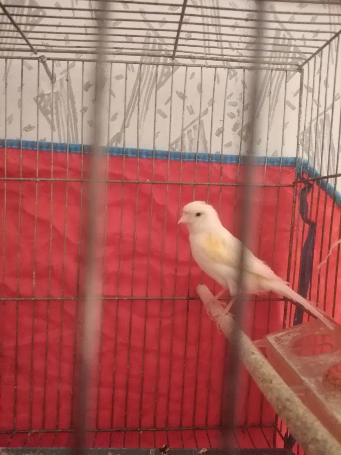 پرنده قناری ماده|پرنده|شیراز, گلشن|دیوار