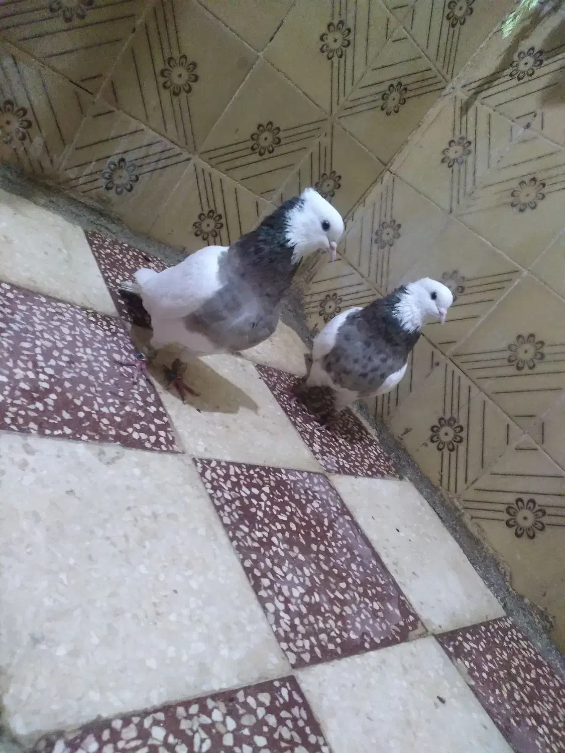 یه جفت کبوتر طوقی|پرنده|قزوین, |دیوار