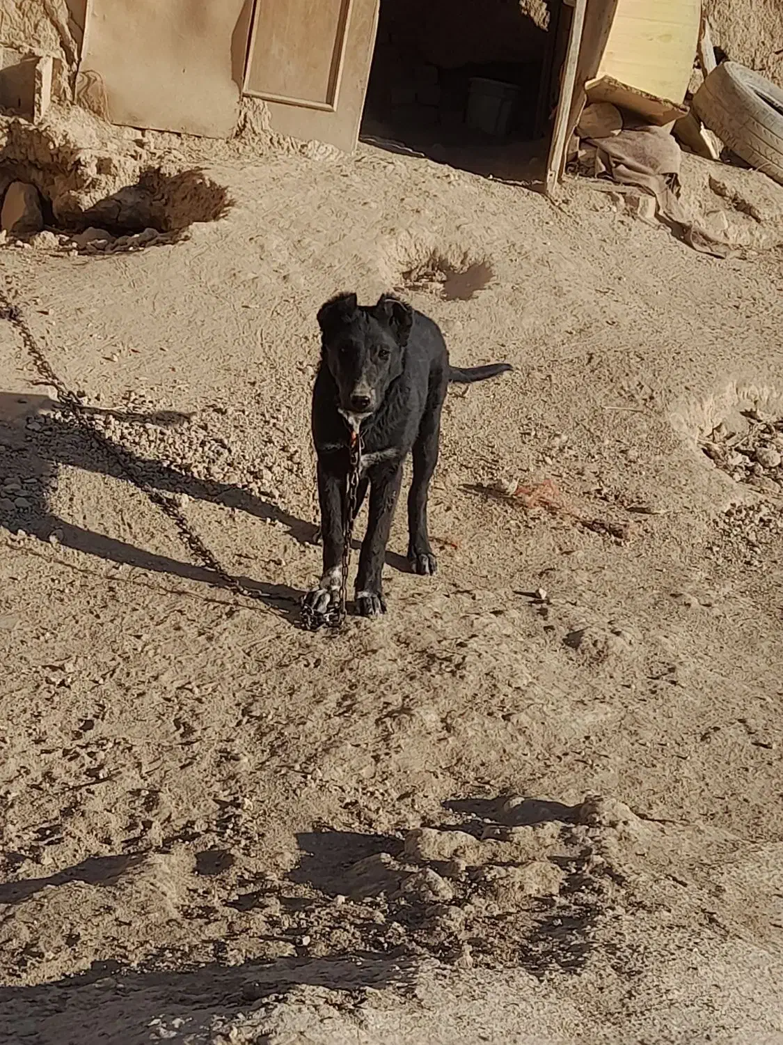 سگ لاسه بدرد بخور|سگ|گلپایگان, |دیوار