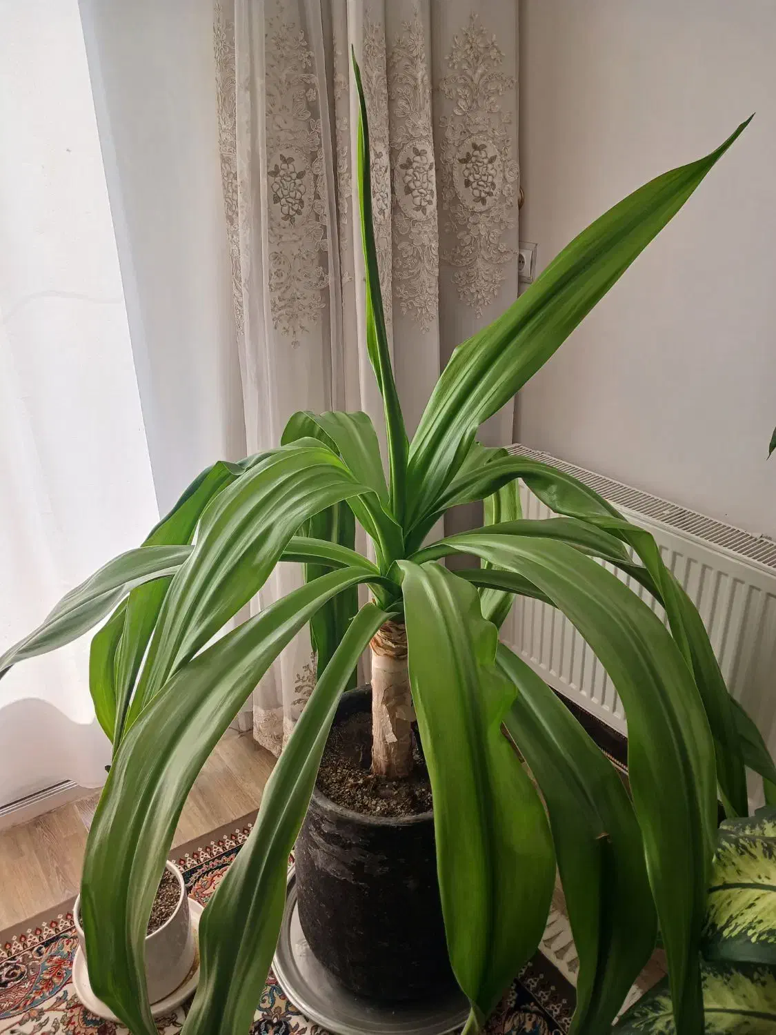 گل اشک ملکه و سانسوریا|گل و گیاه طبیعی|پیر بکران, |دیوار