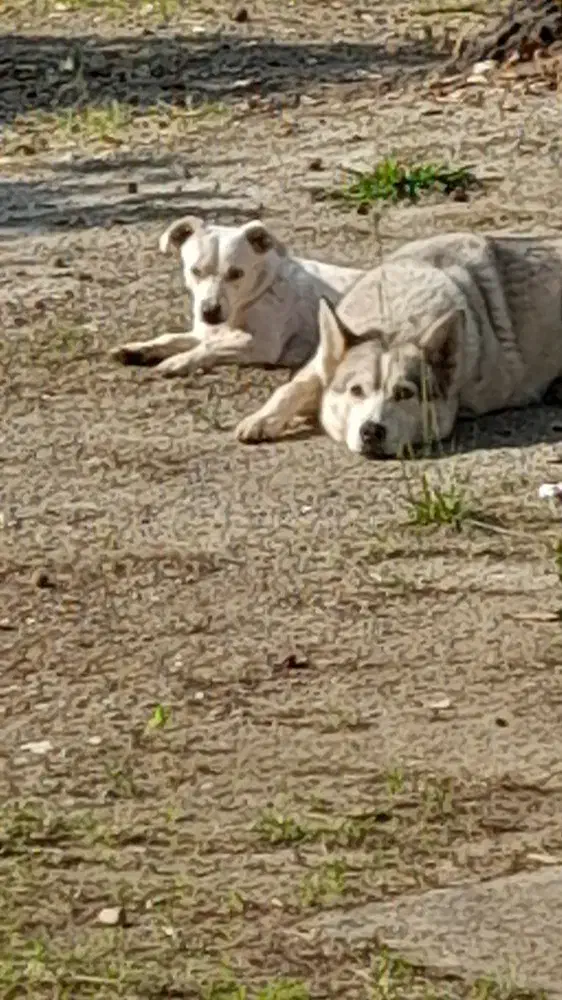 سگ گم شده|سگ|رامسر, |دیوار