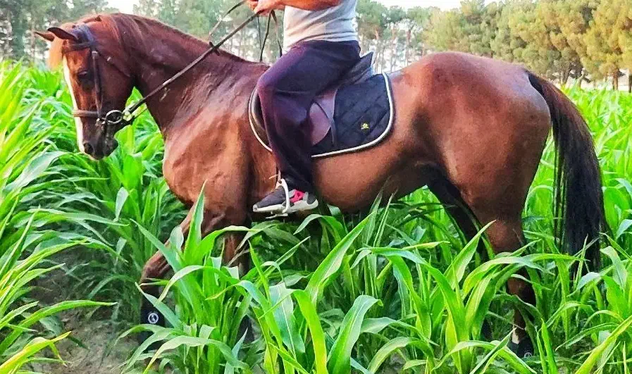 مادیان کورسی|اسب و تجهیزات اسب‌سواری|شهریار, شهریار|دیوار