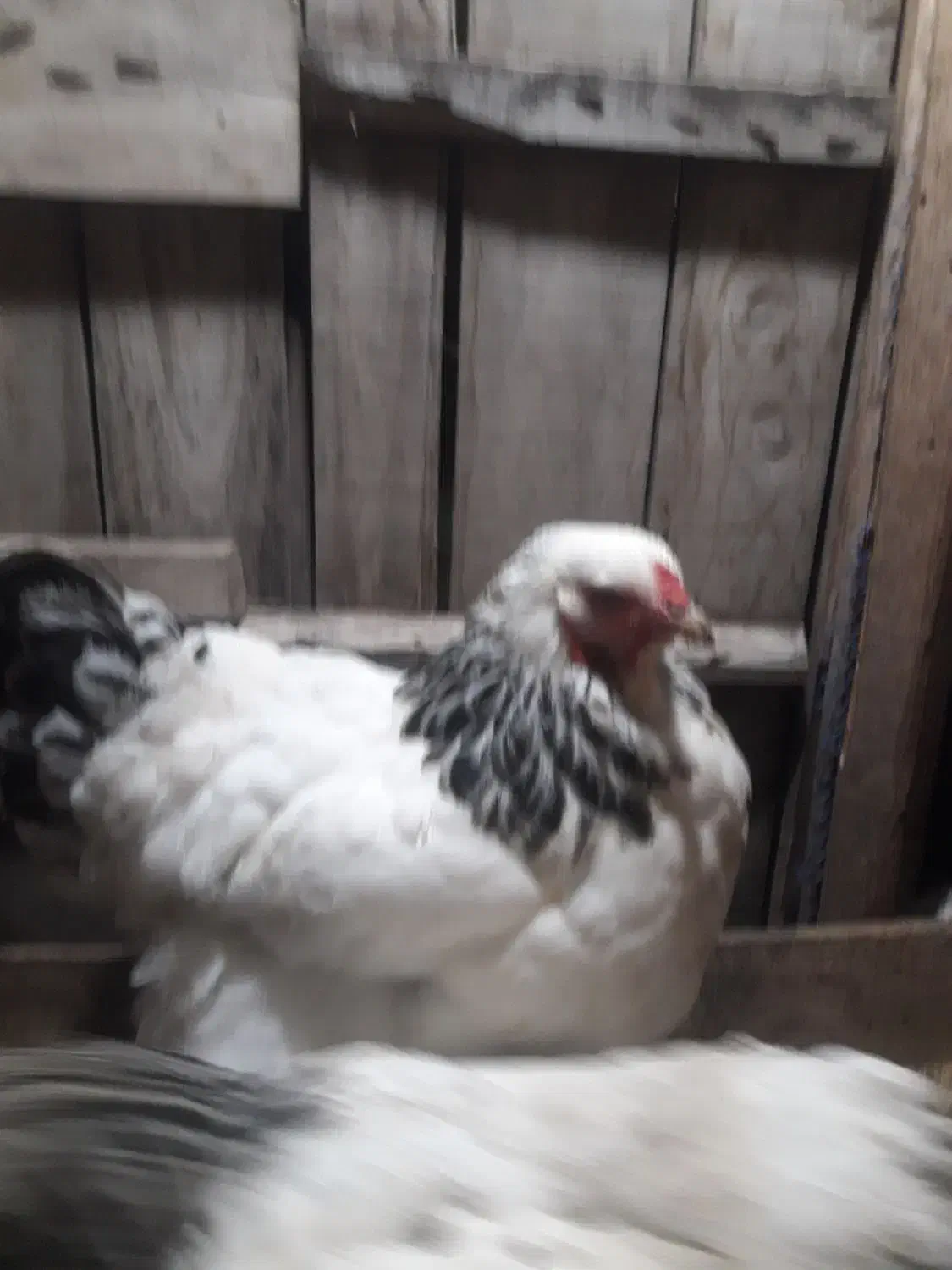 تخم مرغ امپراطور|خوردنی و آشامیدنی|لنگرود, |دیوار