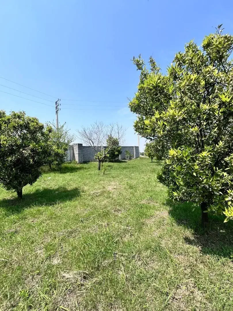 فروش زمین و باغ مرکبات برای سرمایه گذاری|فروش زمین و ملک کلنگی|امامزاده عبدالله, |دیوار