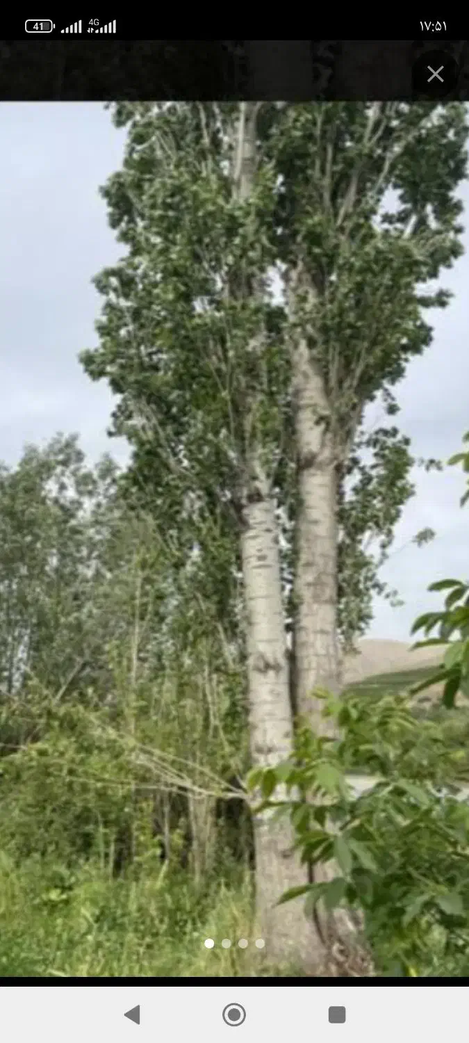 خرید فروش چوب خشک و تر به مدیریت بابایی|خدمات باغبانی و درختکاری|ارومیه, |دیوار