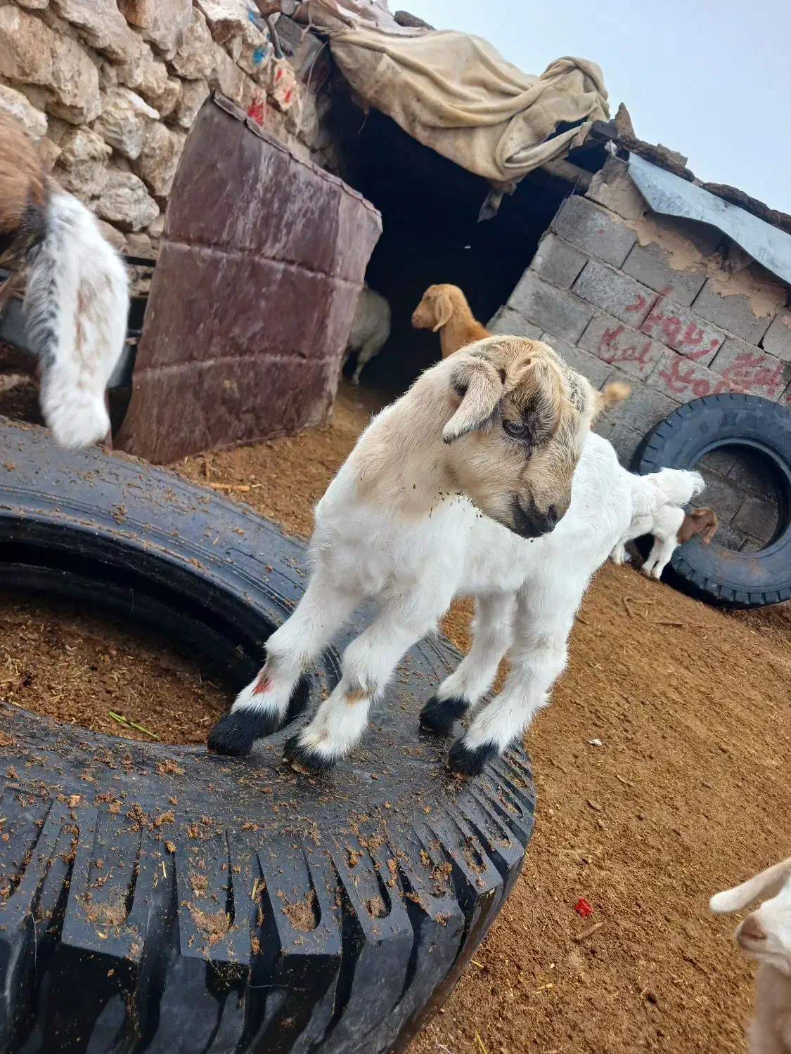 بز وکره|حیوانات مزرعه|شهر بابک, |دیوار