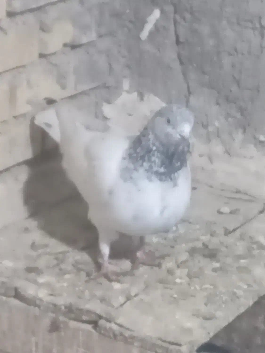 کبوتر پرشی 1روز پرش|پرنده|خرمشهر, |دیوار