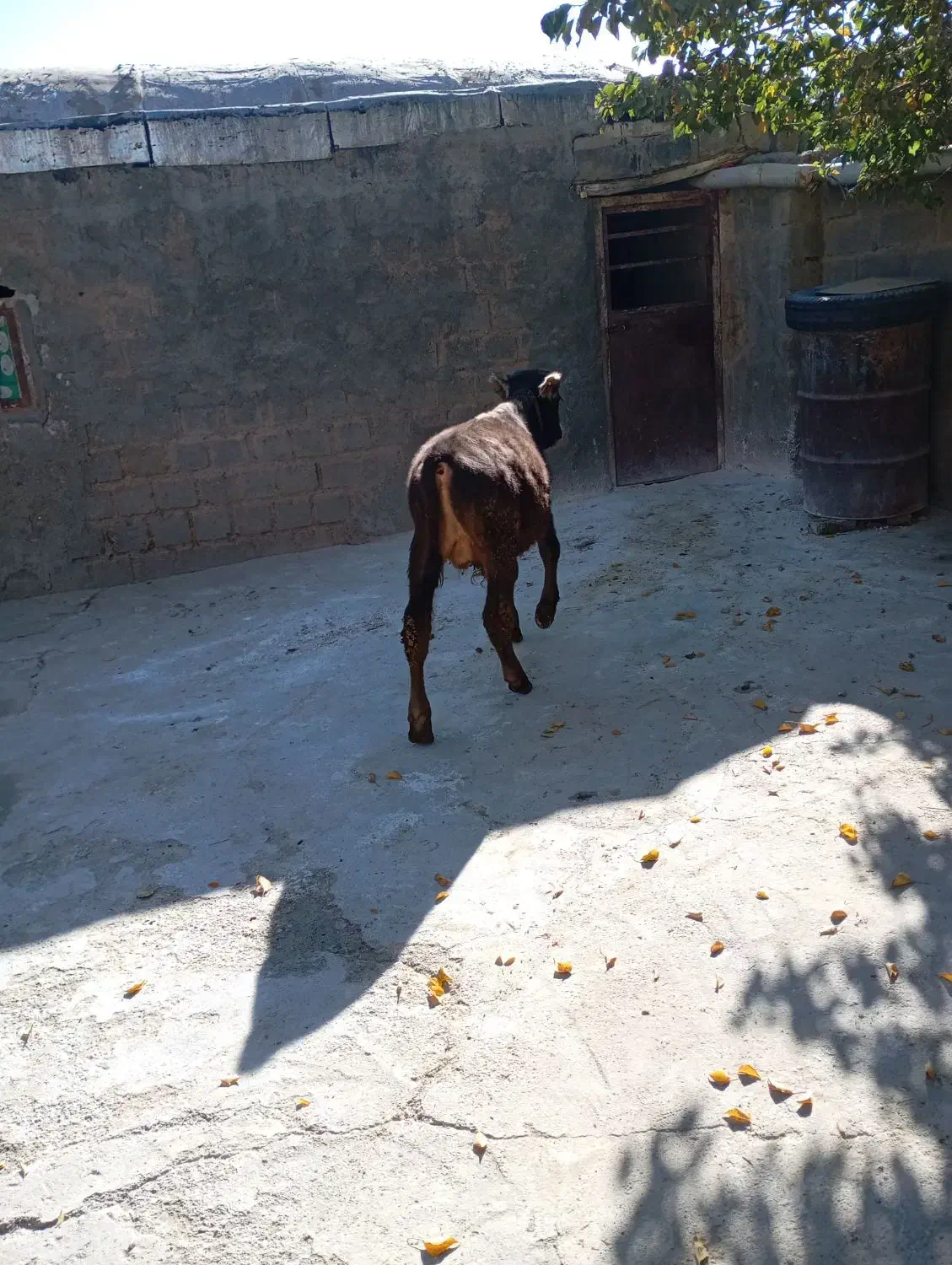 گوساله سالم وسر زنده|حیوانات مزرعه|بوکان, |دیوار