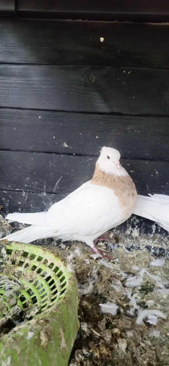 طوقی|پرنده|بم, |دیوار