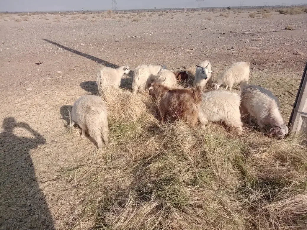 کهره نر و. ماده|حیوانات مزرعه|جیرفت, |دیوار