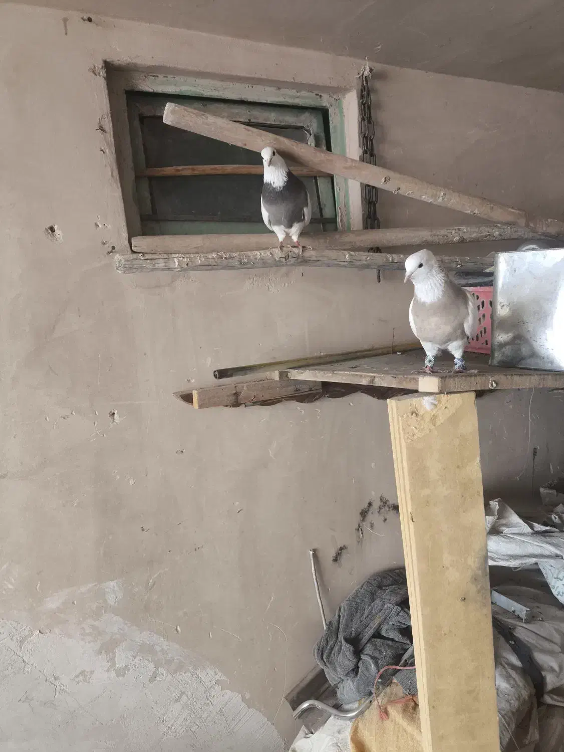 یک جفت طوقی بشرط تخم و جوجه با یک جفت جوجه|پرنده|مبارکه, |دیوار