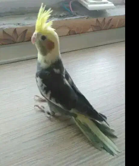 عروس هلندی|پرنده|شاهدشهر, |دیوار