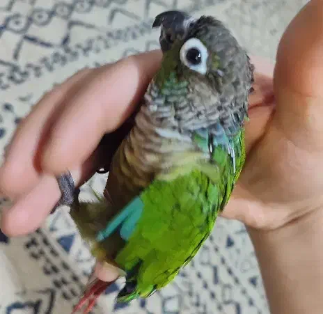 گریچیک دستی سه ماهه، عروس جفت مولد|پرنده|شیروان (خراسان), |دیوار