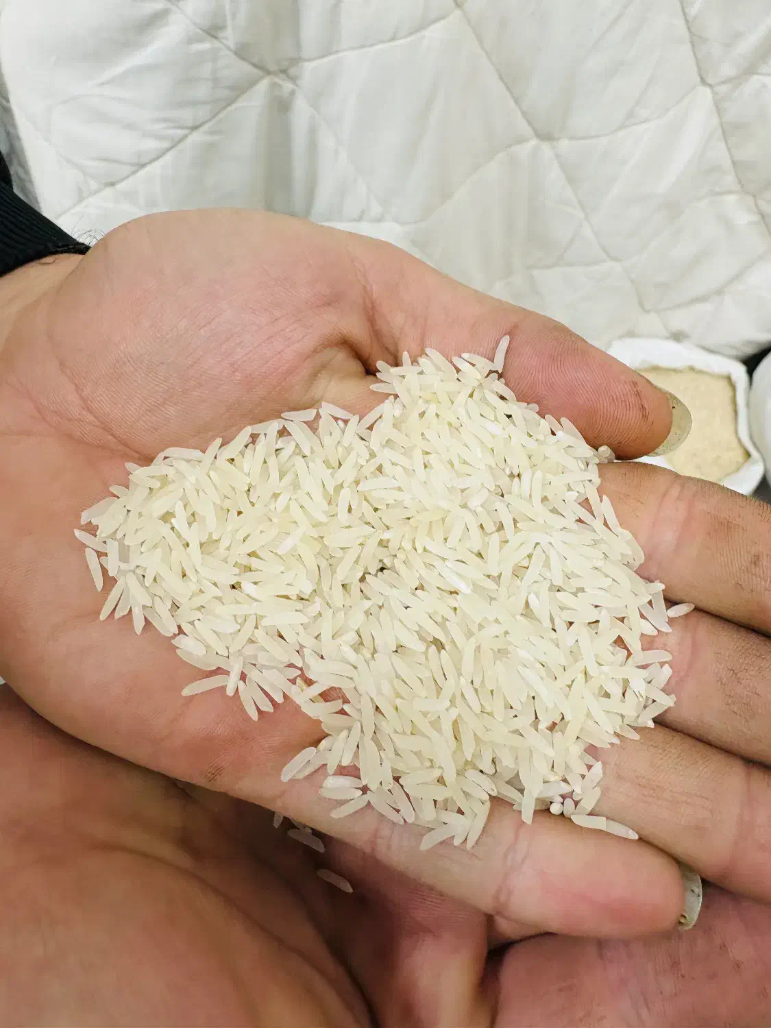 برنج فجر سوزنی سورت شده|خوردنی و آشامیدنی|گرگان, |دیوار