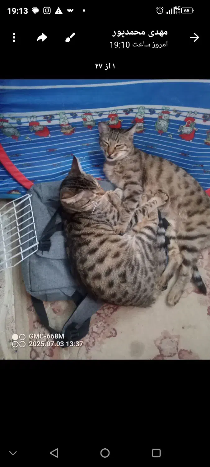 واگذاری ۴ گربه|گربه|اردبیل, |دیوار