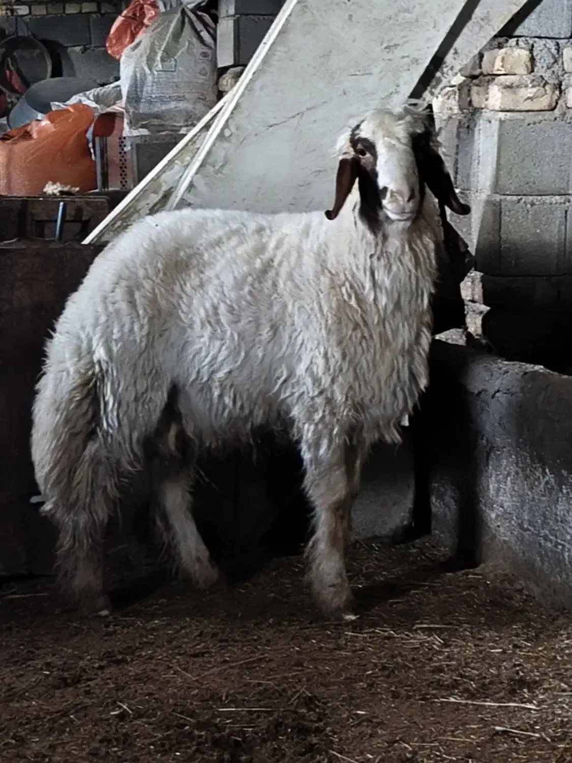 بره قوچ سنجابی|حیوانات مزرعه|کرمانشاه, |دیوار