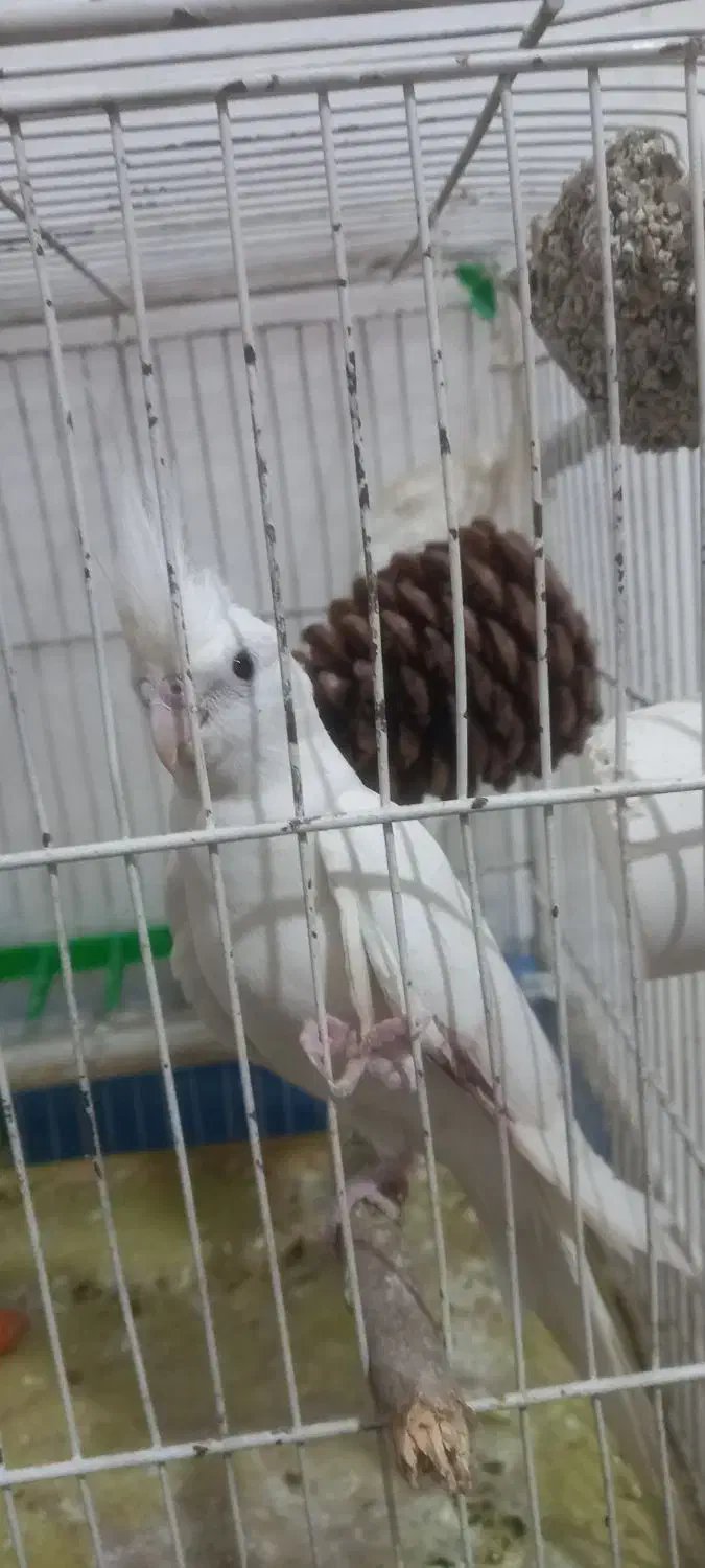 عروس هلندی البینو مولد تضمینی|پرنده|خوی, |دیوار